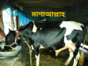কুরবানির ষাড় গরু